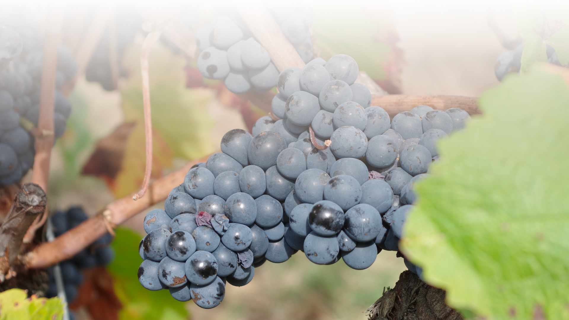 grappe raisin vin rouge Domaine Ambre en biodynamie dans le Tarn 81