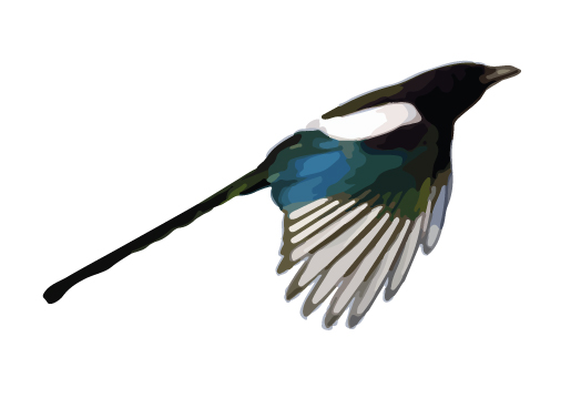 icone pie vins domaine Ambre