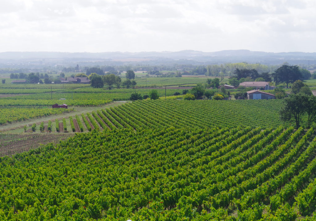 vignes coteau sud domaine Ambre Liste sur Tarn Occitanie
