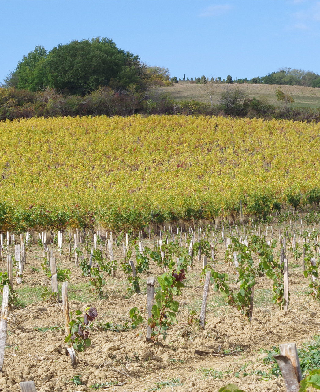 plantier et vignes lisle sur tarn Domaine Ambre près de Gaillac
