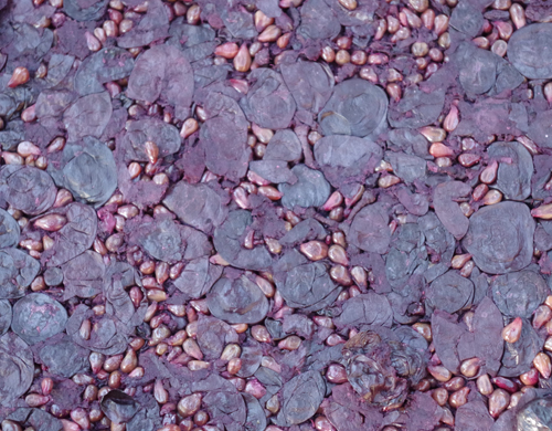 mout raisin vendange lisle sur tarn domaine Ambre en biodynamie