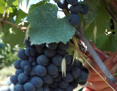 grappe raisin vigne lisle sur tarn domaine Ambre en biodynamie